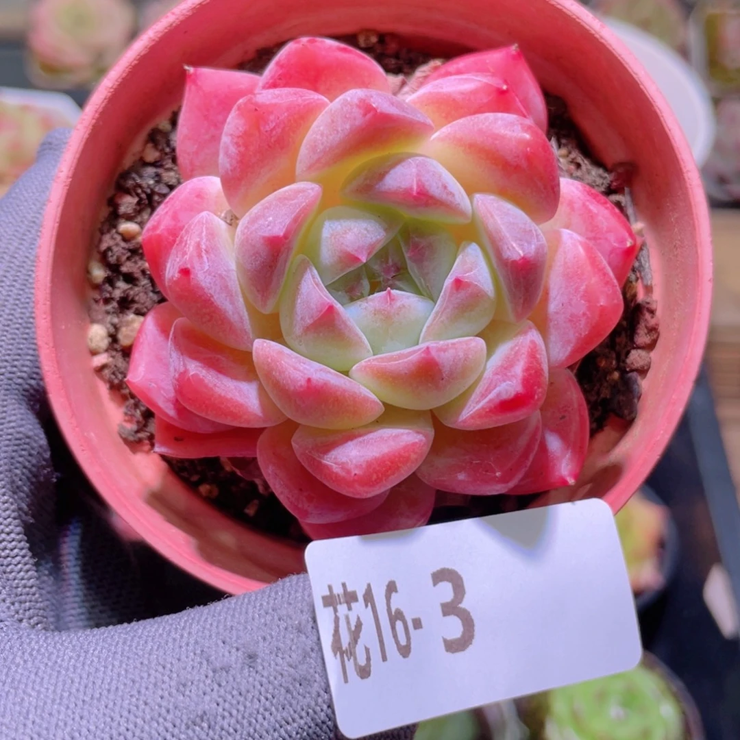 花利美16-3冰糖