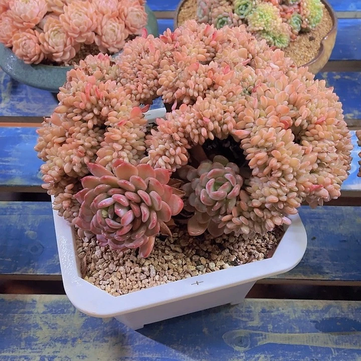 心**飞欧妮克斯，多肉植物