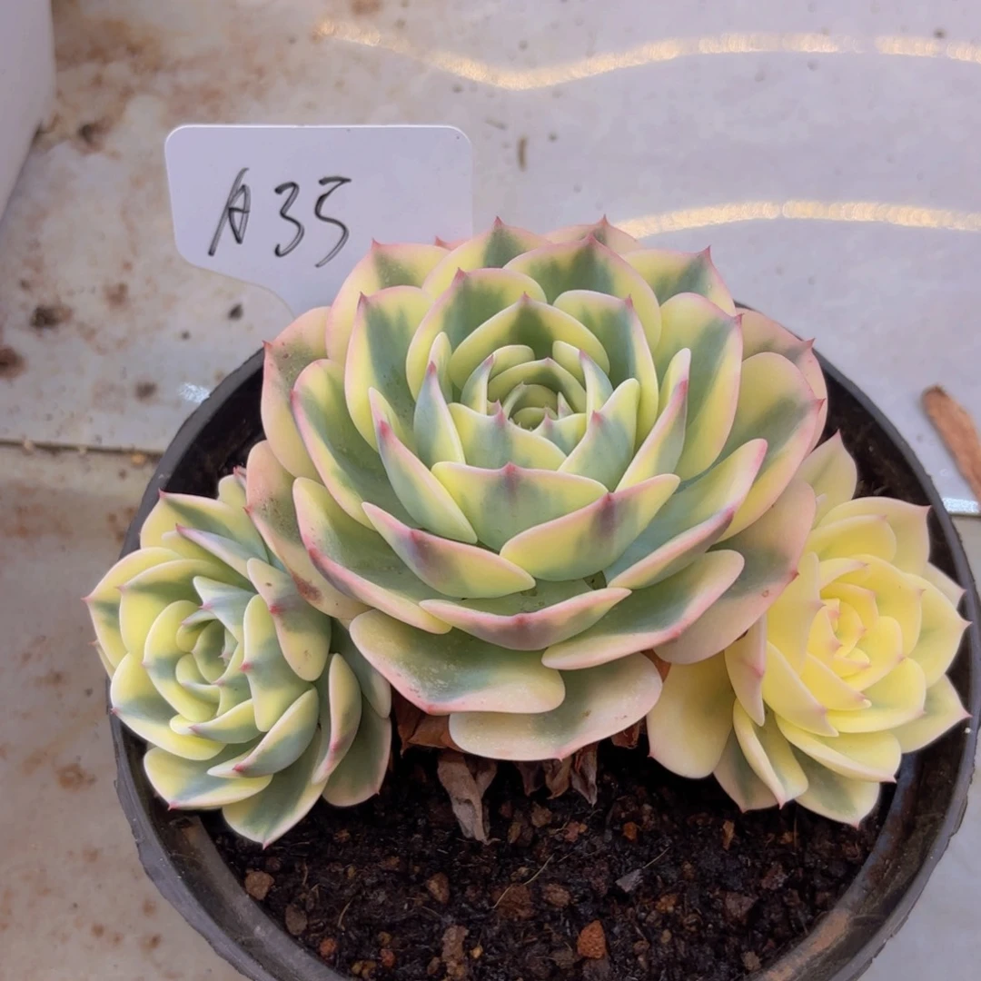 珊****¹我的小可爱们都好可爱