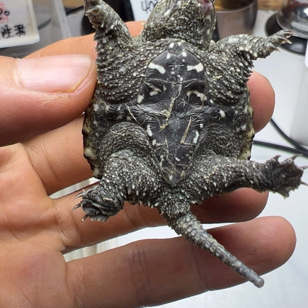 母小鳄龟不退不换