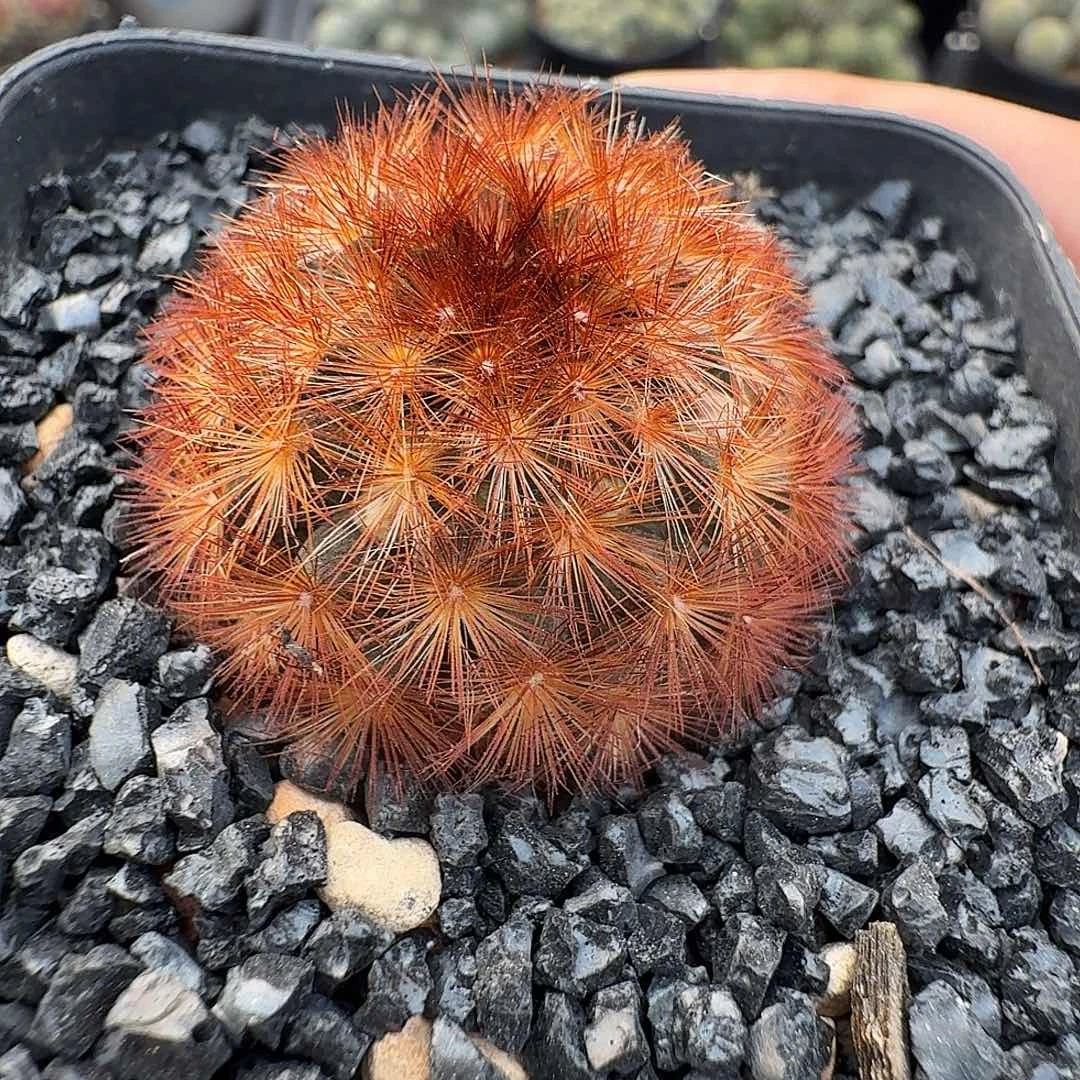 佛头嘉文丸脱土发货