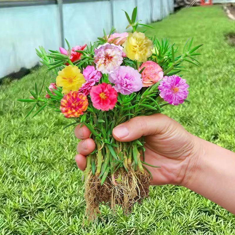 重瓣太阳花苗大花盆栽带根带土四季开花植物室内室外易活耐热花卉