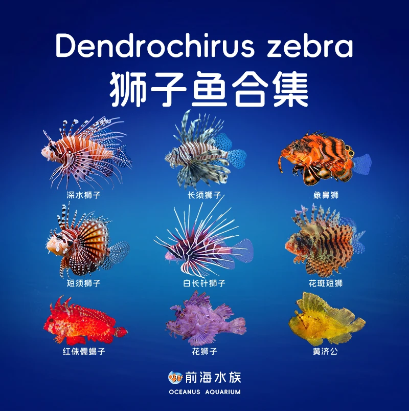 狮子鱼海水观赏鱼活体白针狮子树叶鱼珊瑚鱼缸养定开口易养