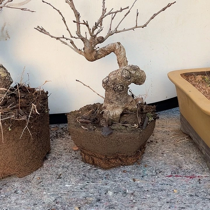 名**器盆景植物180元