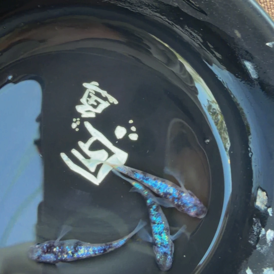 青鳉鱼603.H月华x和墨星光一对