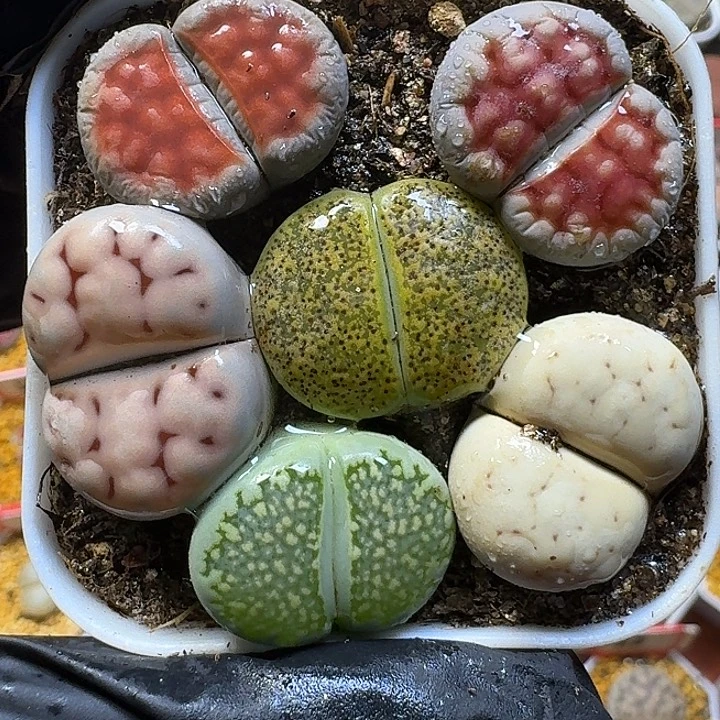 生石花111122。   77