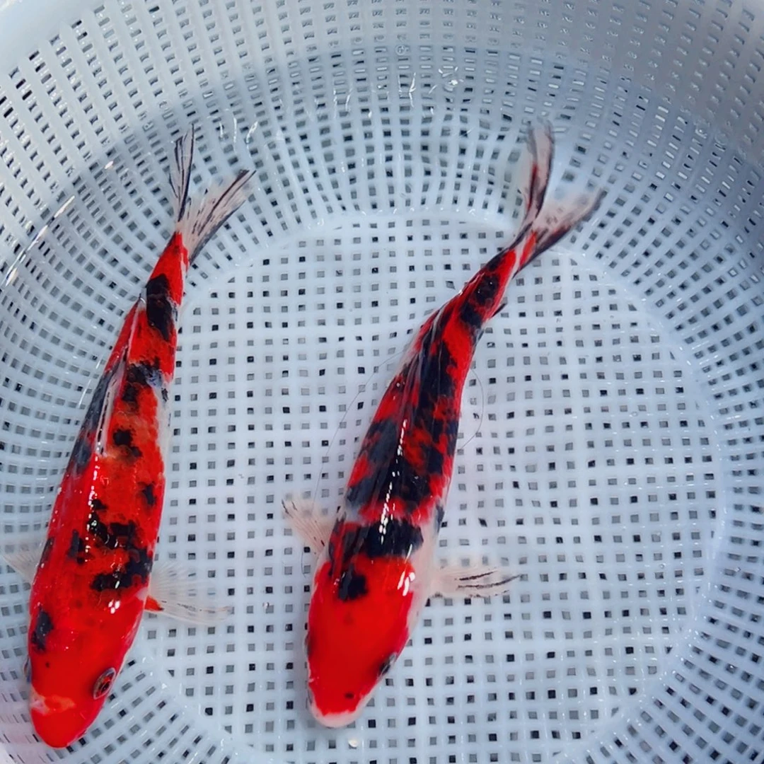 锦鲤锦鲤观赏鱼1111