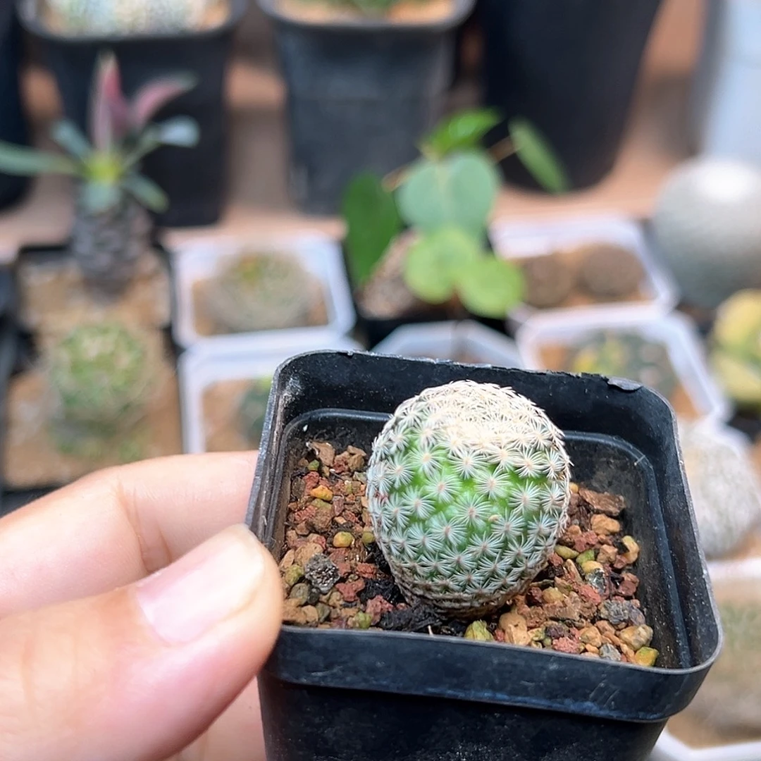 无花朵美丽丸实生球2.4CM
