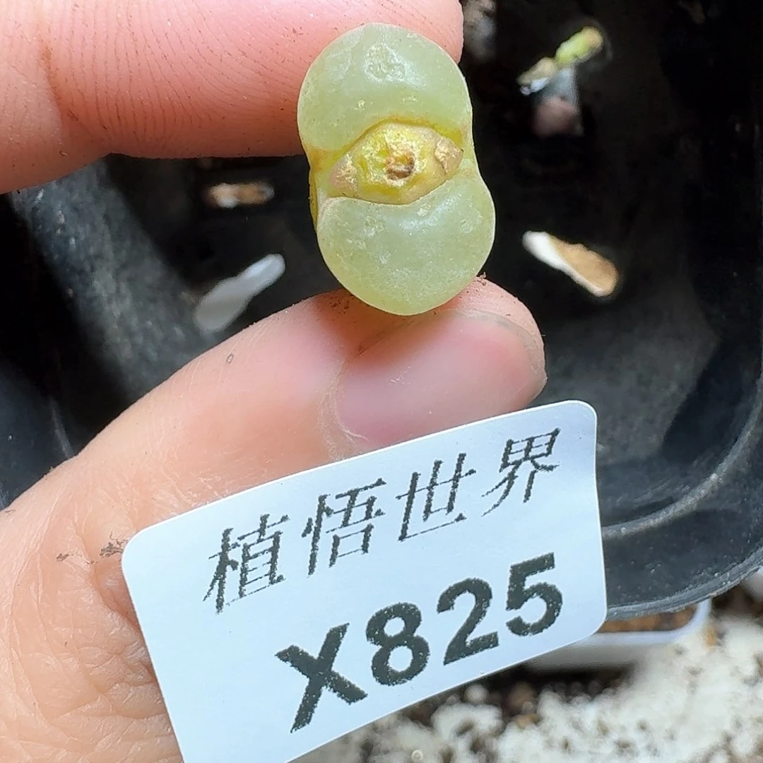 825号多肉植物哇f v