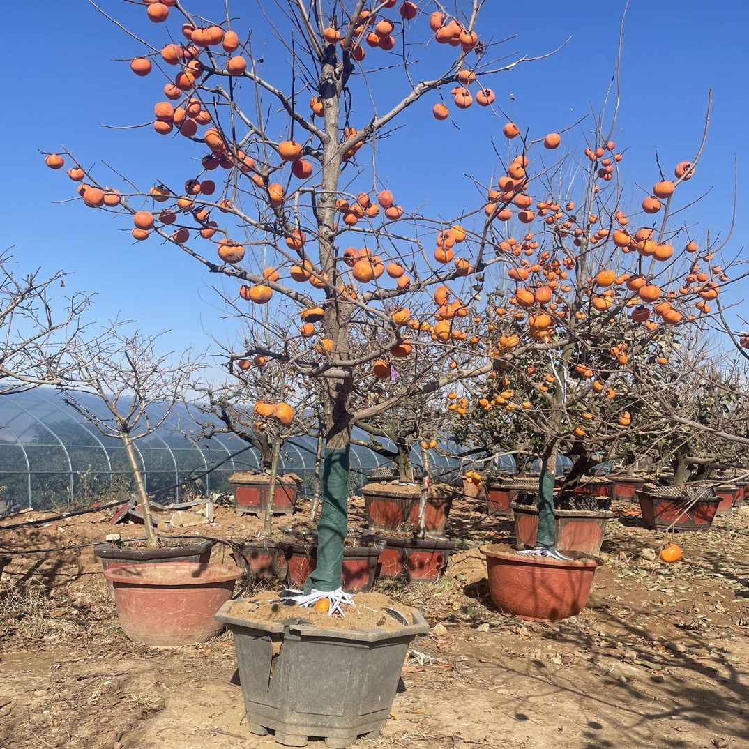 果树直播一树一拍