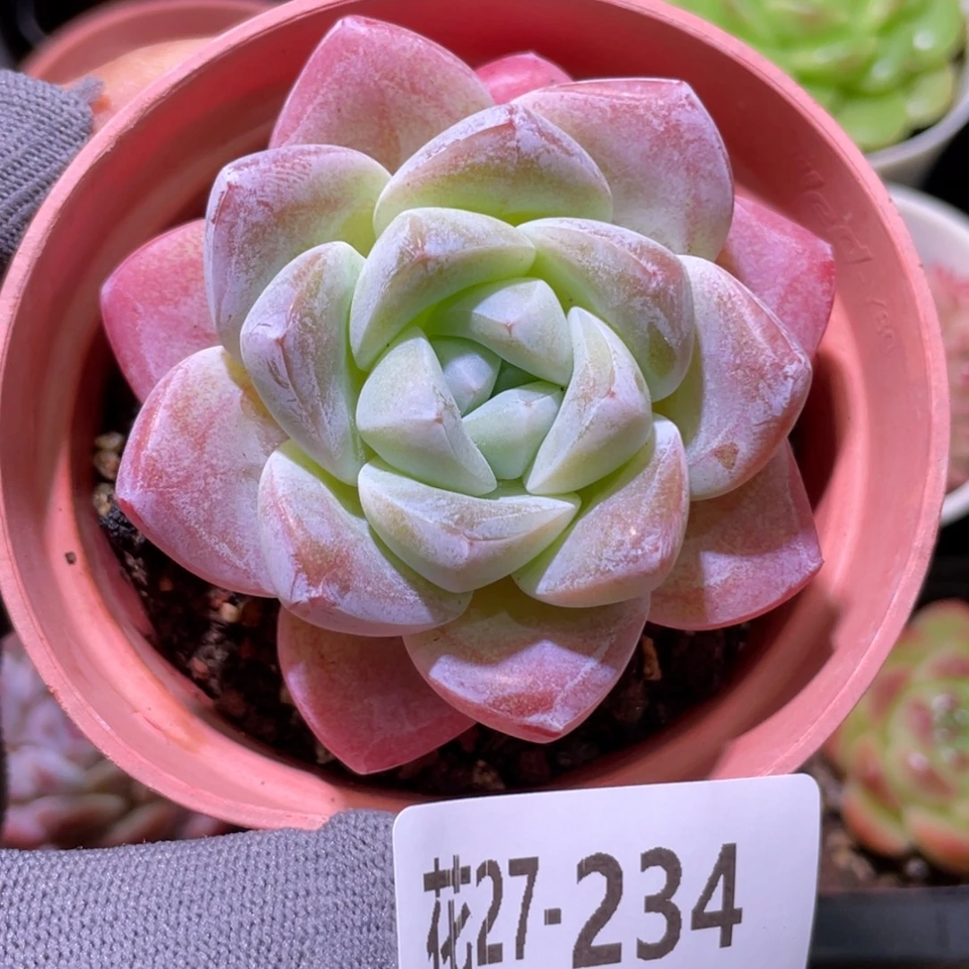 花利美27-234冰玉