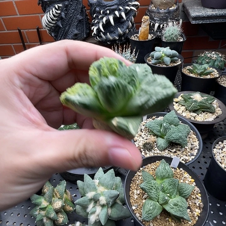 牡丹锦一一一一一