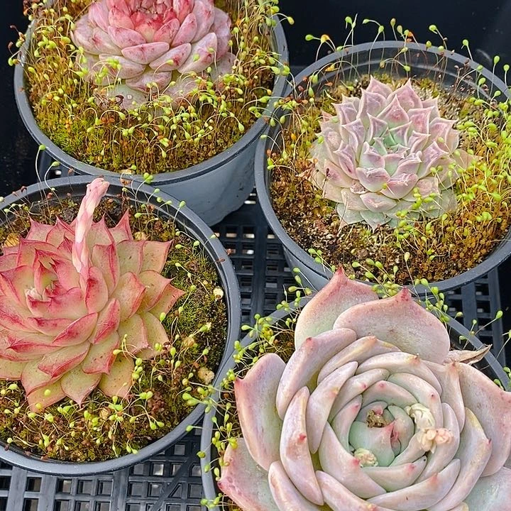 67 多肉植物盆栽花卉植物