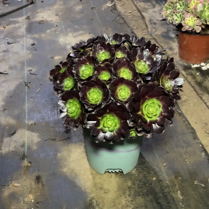 96赤焰莲多肉植物多肉多肉