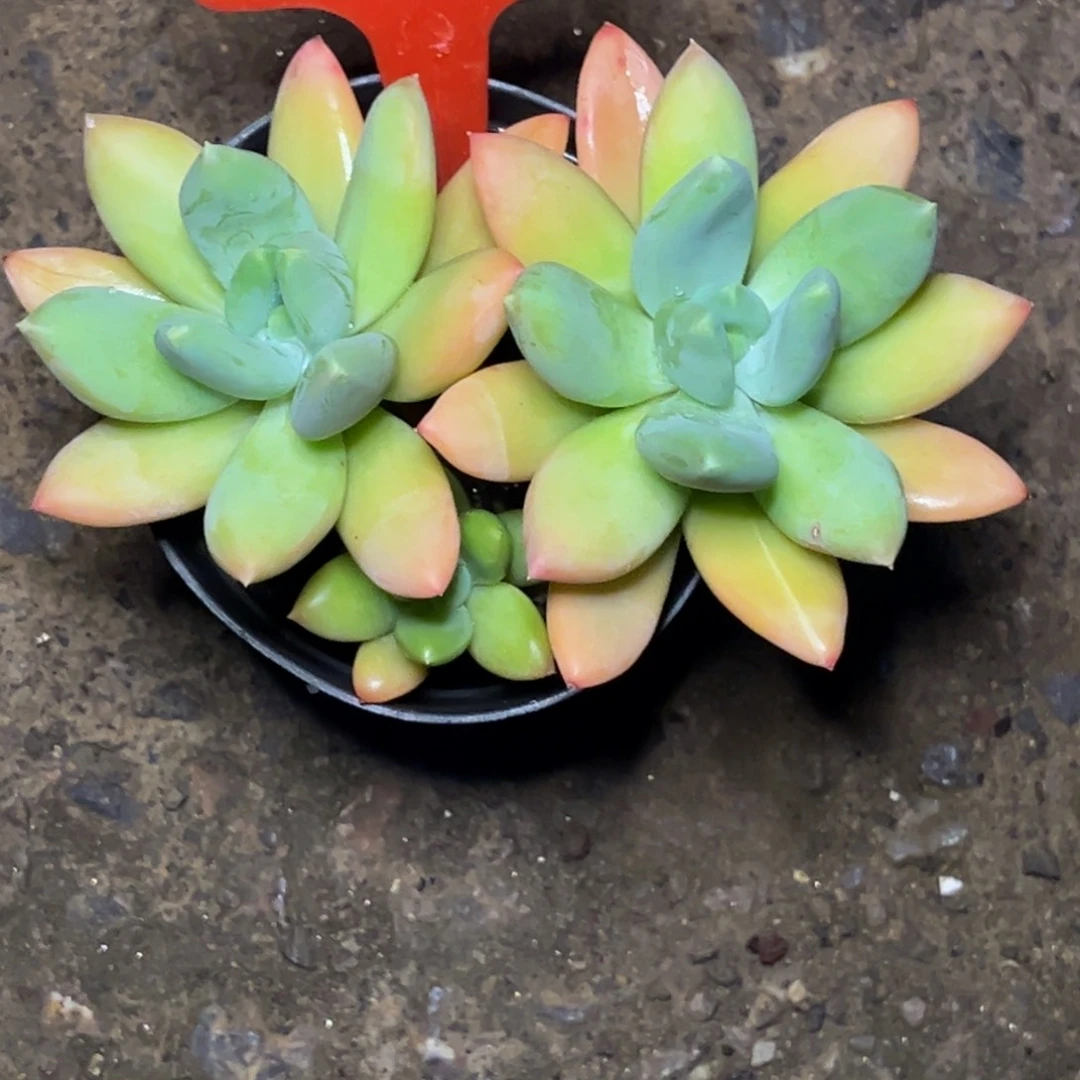 ?**麻2425号晚上多肉植物群生多肉