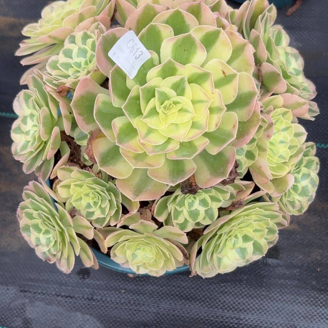 613粉雨芙蓉多肉植物
