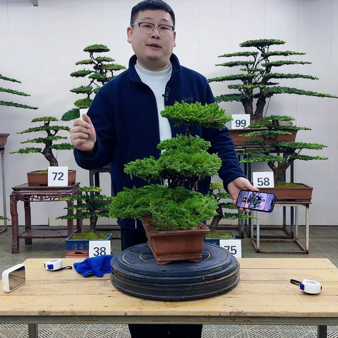 盆景柏树造型盆景