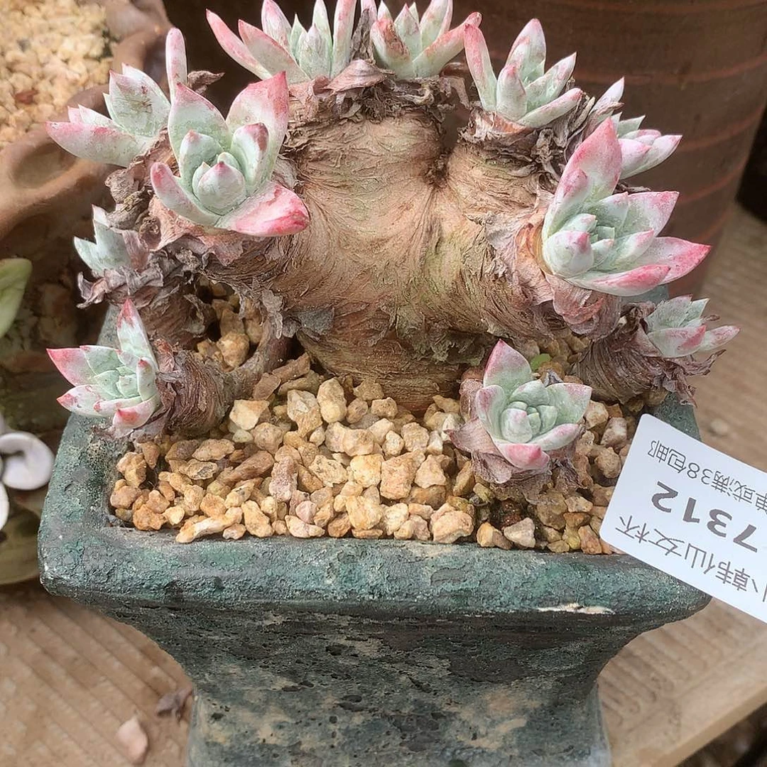 7312白雪仙女杯多肉
