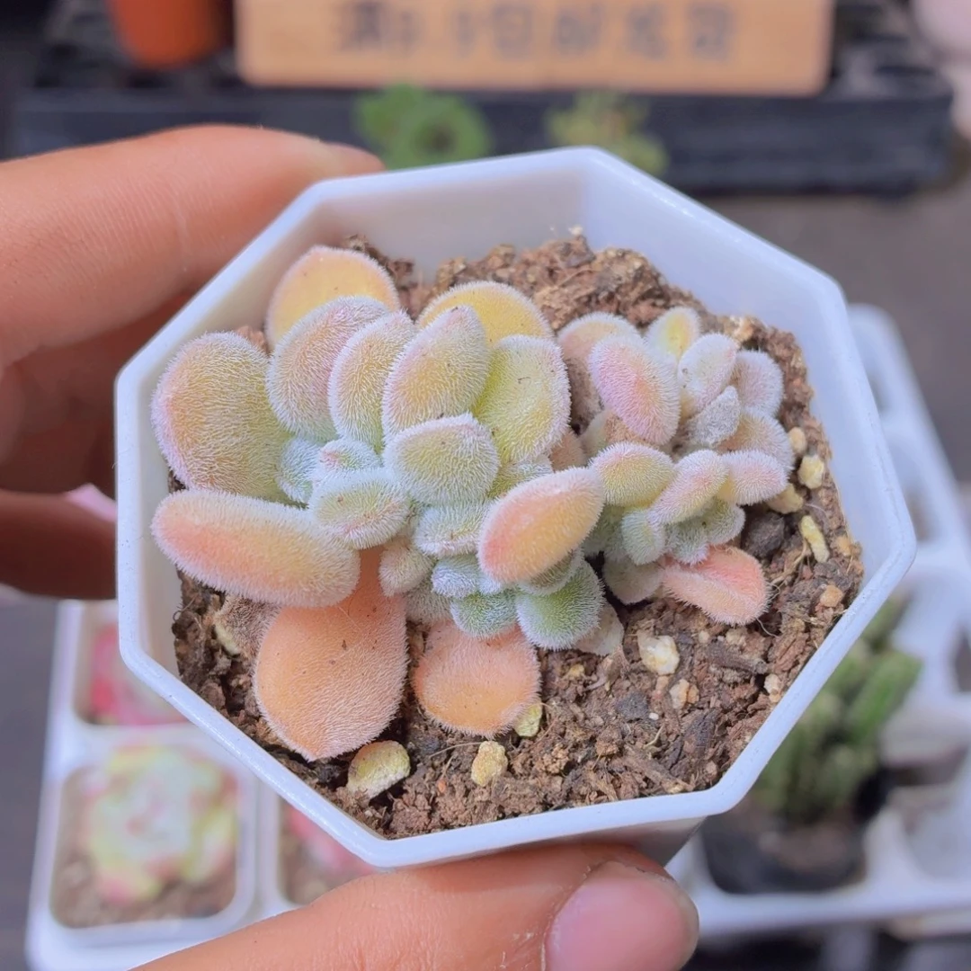 雪晃星缀化多肉9.9包邮发货