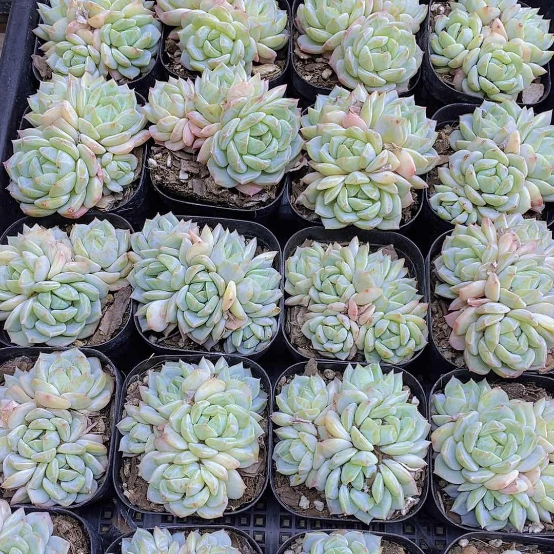 0511-海盐薄荷群福利一颗量拍