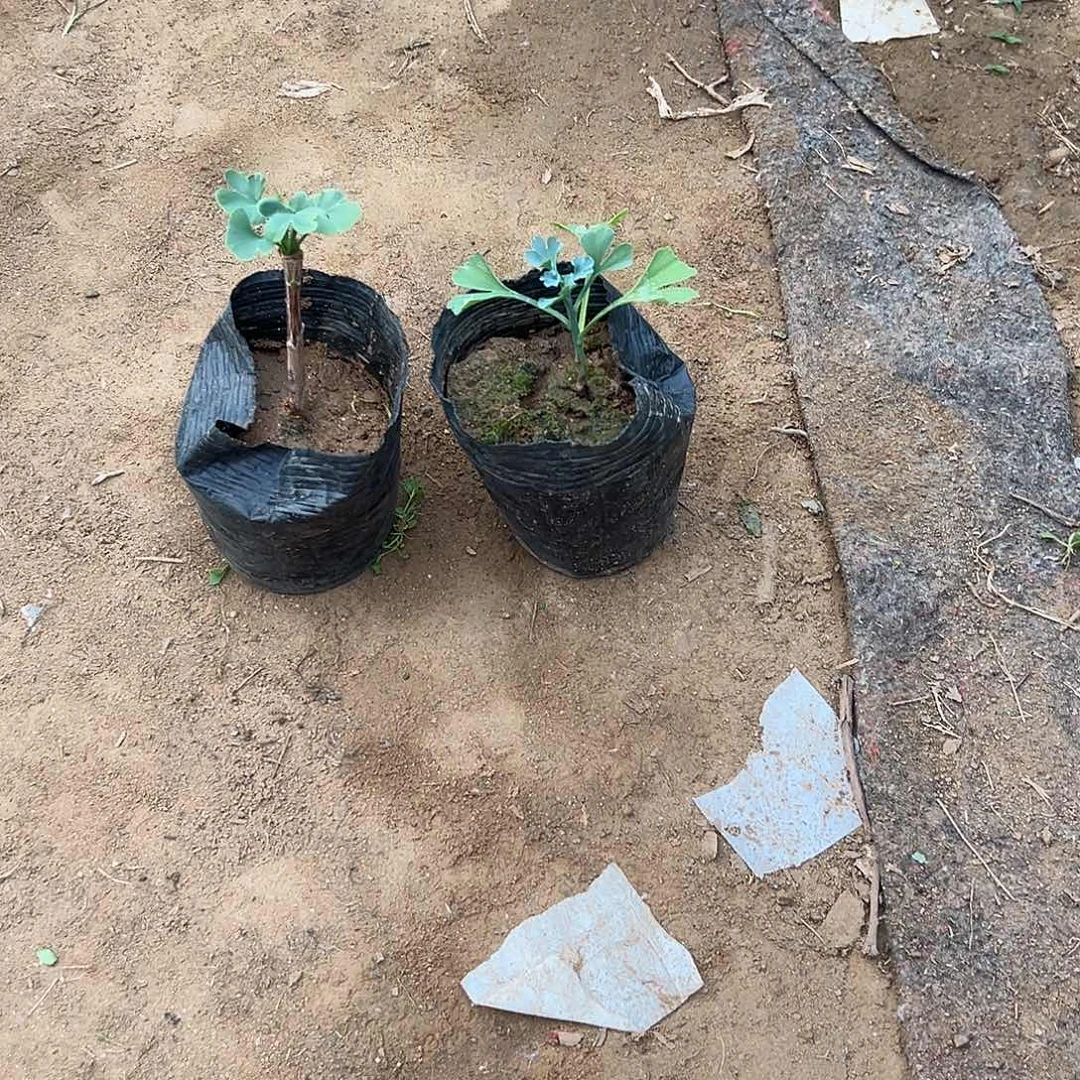 无花朵银杏树绿叶迷你小桩