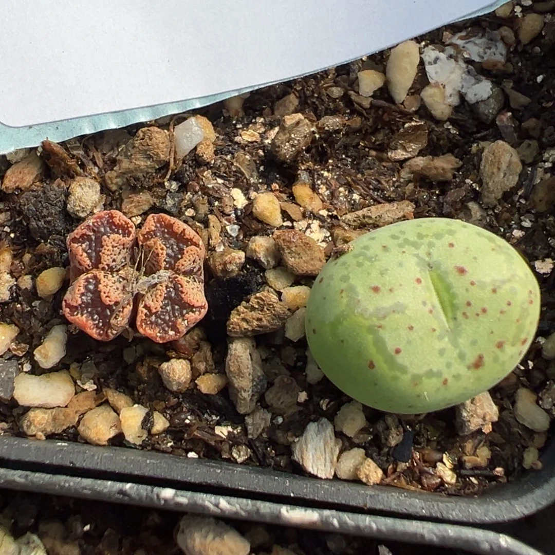 27-168肉锥多肉植物