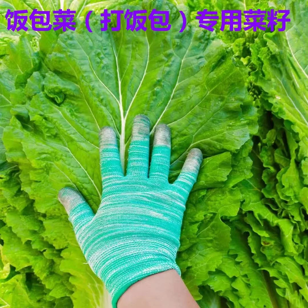 饭包菜种子大叶四季播打包饭包白菜东北擗邦菜打包饭白菜种子四季
