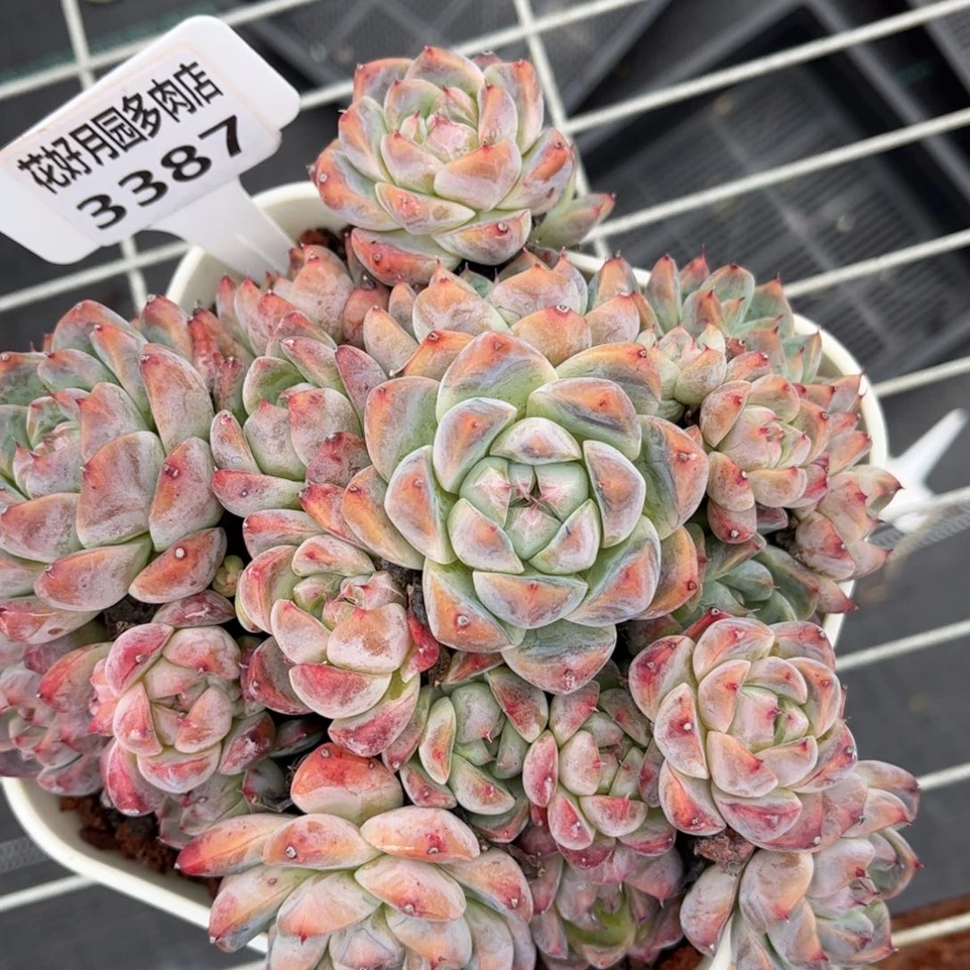 C***没多肉植物3387 一定要拍个冷链哦