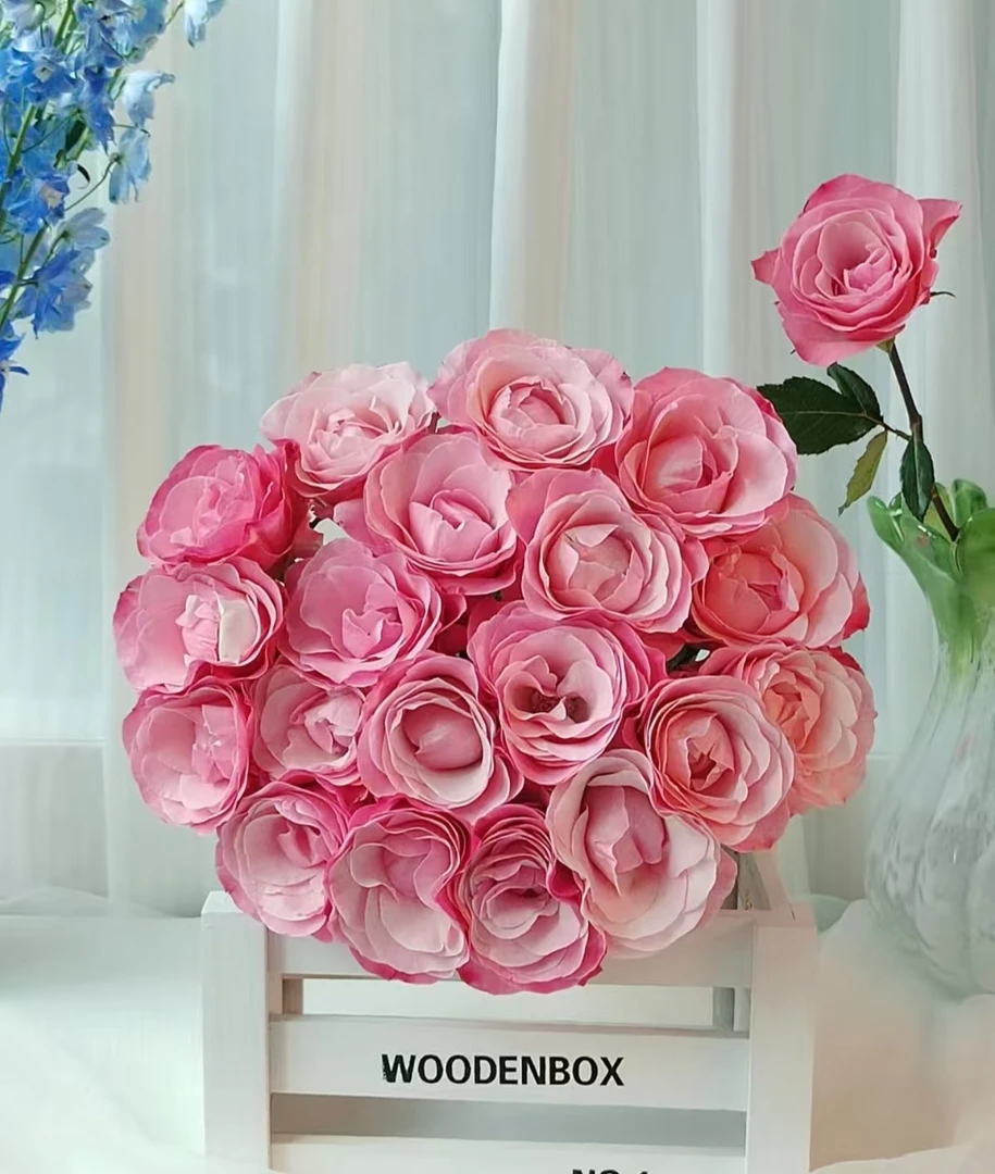 和弦单头玫瑰 云南基地直发顺