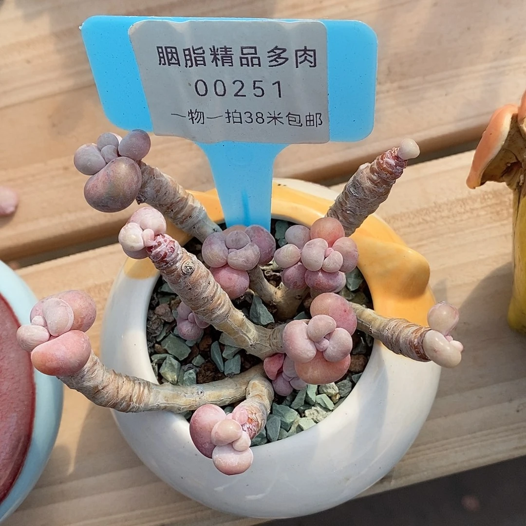 251去了咯魔芋我童木架