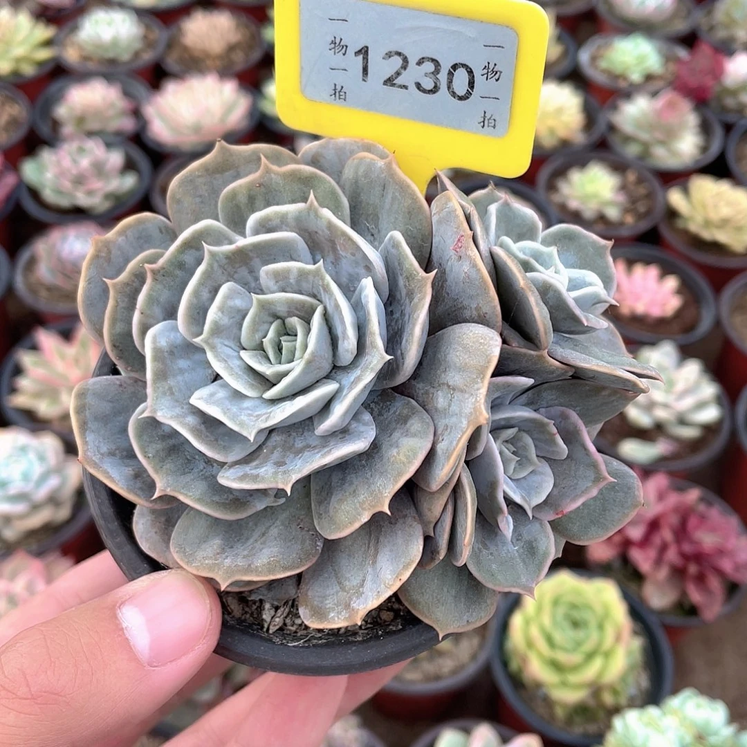 小***恼1230号多肉植物盆栽