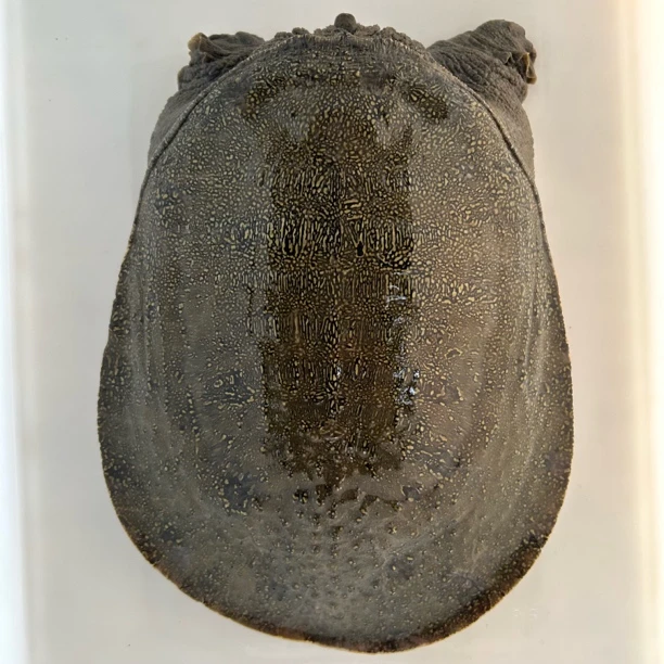 改价一物一拍 顺丰包邮全程鱼虾喂养自然环境老甲鱼