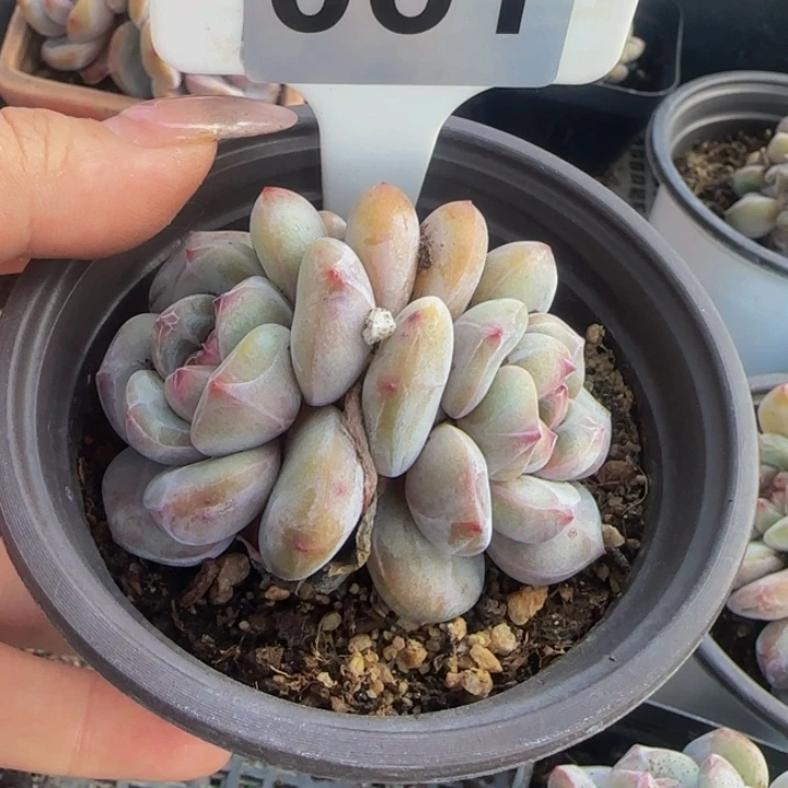 爱****菇061 一物一拍星影多肉