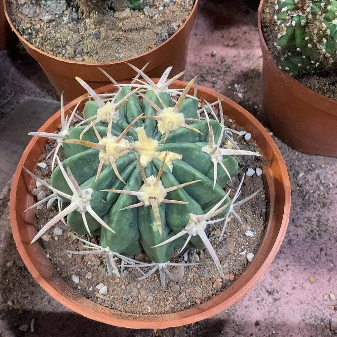 小***米完全开放王凌波仙人球仙人掌