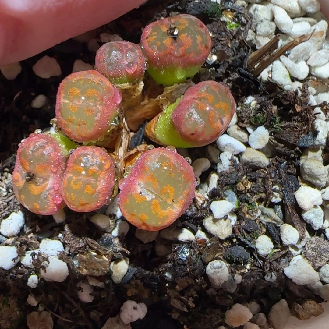 酒****?肉锥多肉植物百科-1613