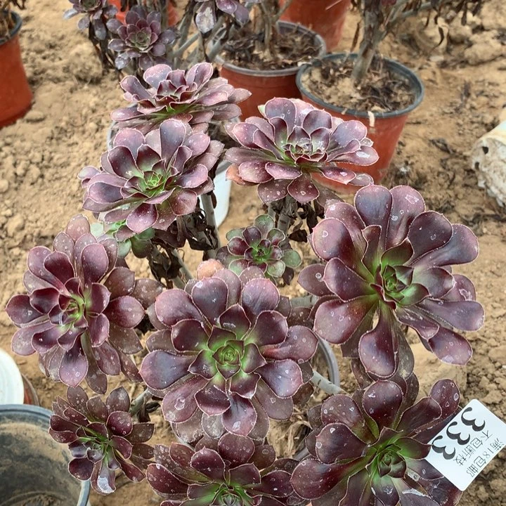 333红酒圆叶绣球2