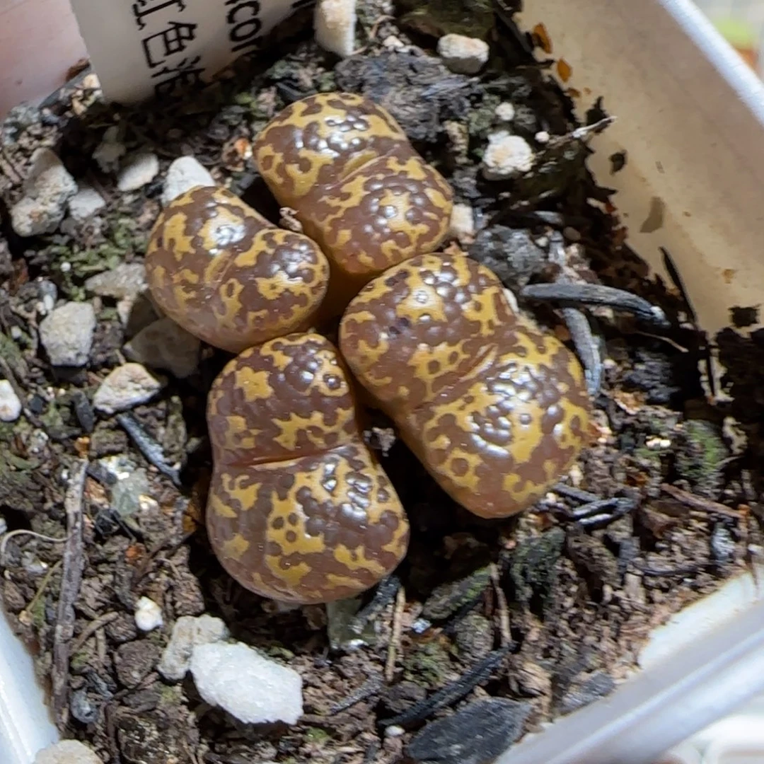 肉锥多肉植物组合-泡泡勋563