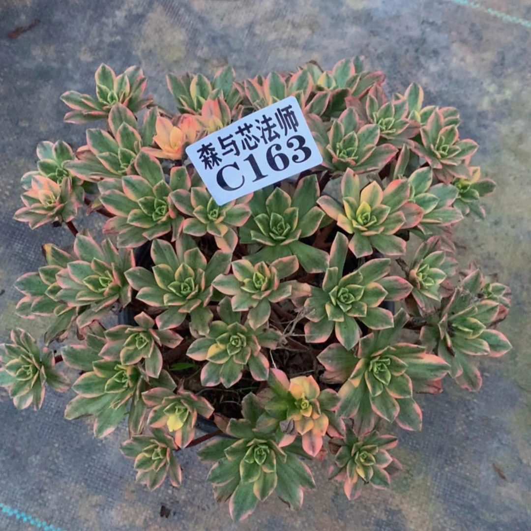 【闪购商品】163甜茶