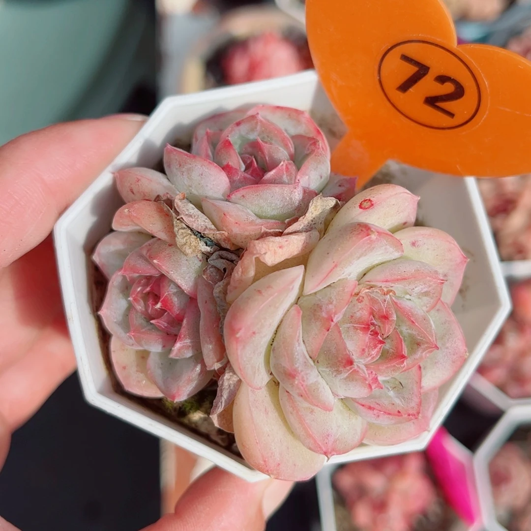 72号小老桩珍妮群