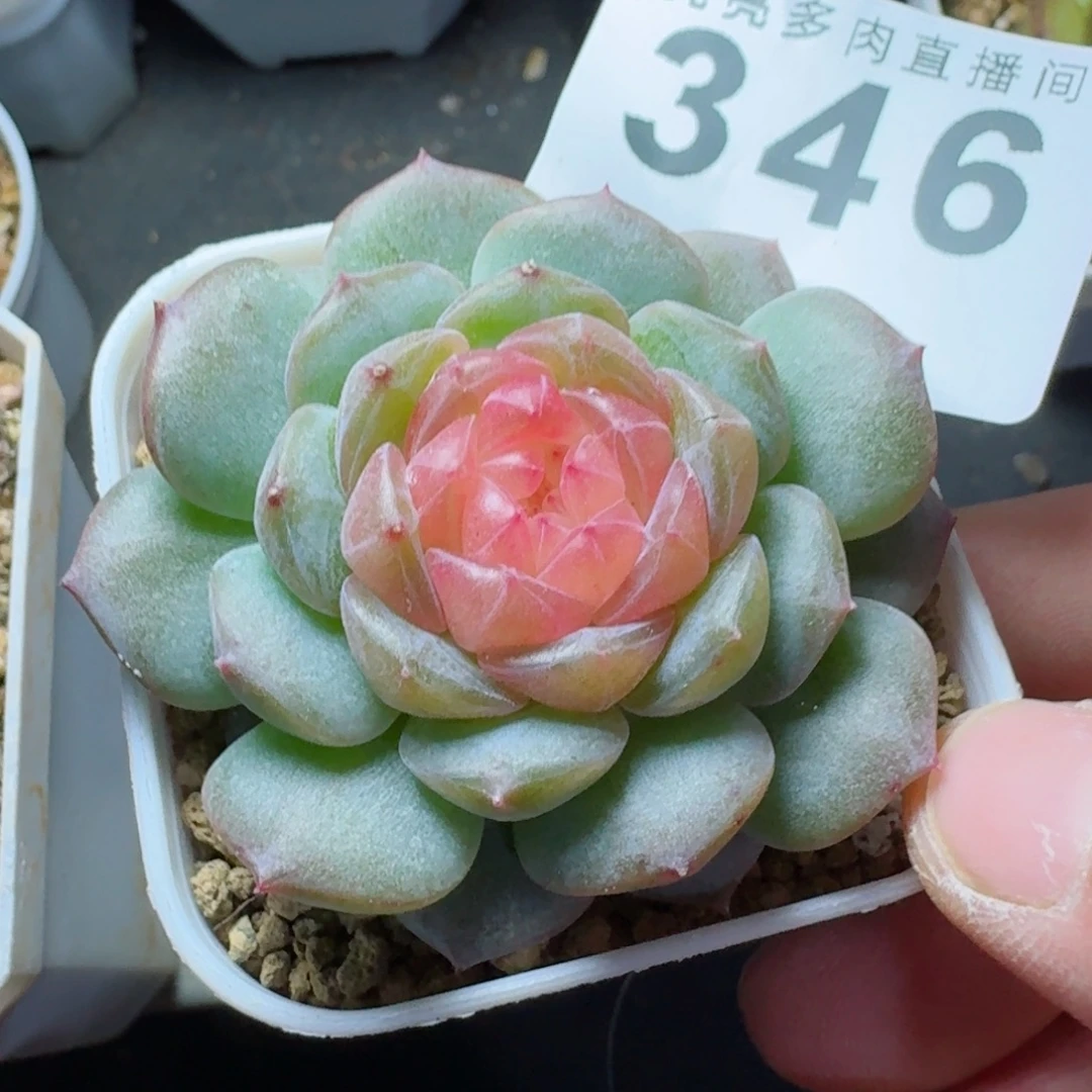 西府海棠珍妮          摇身一变高富帅，一夜暴富动作快