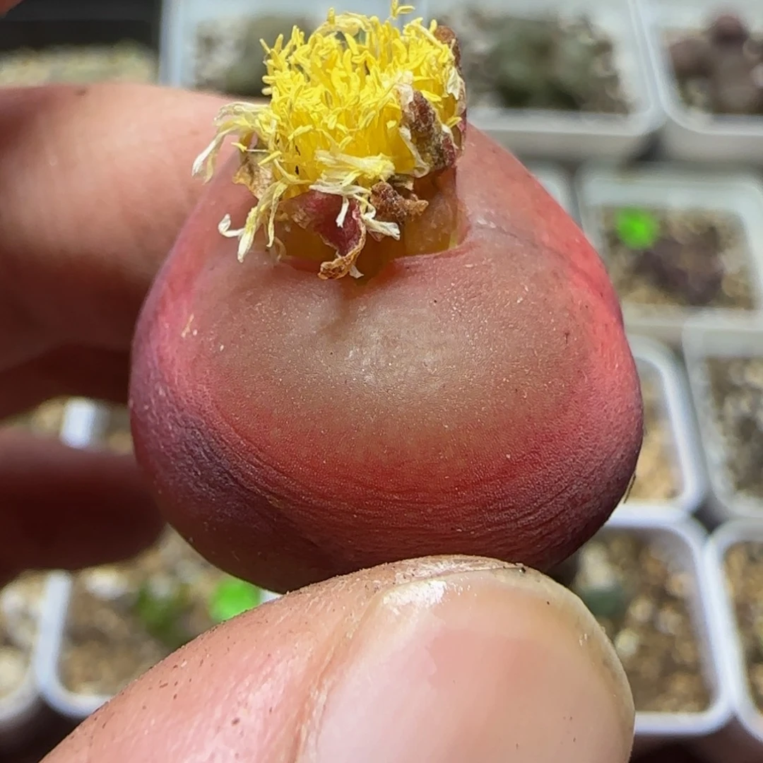 2.3漂亮多肉植物56