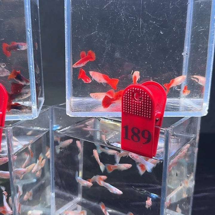 孔雀鱼189号，30条