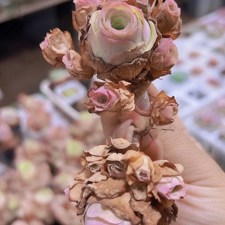 小卡罗琳19包邮多肉