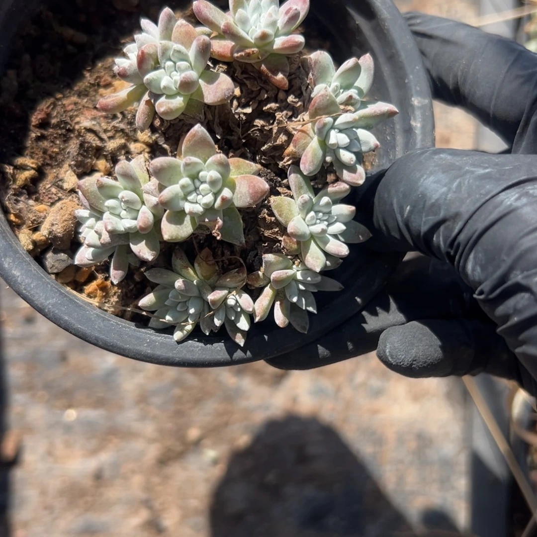 可可爱爱白菊～一物一拍1598