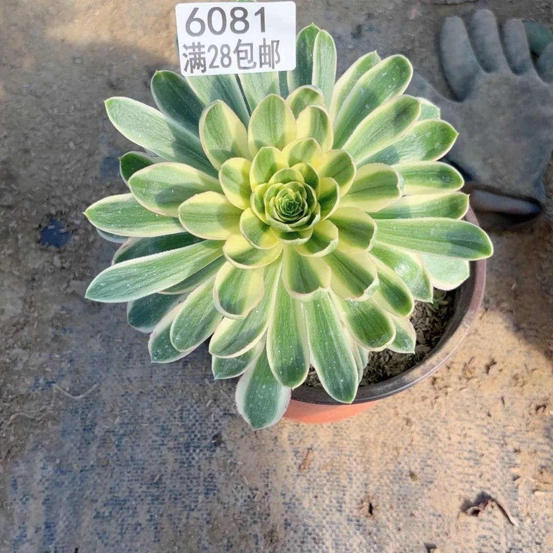 V. 6081青莲多肉