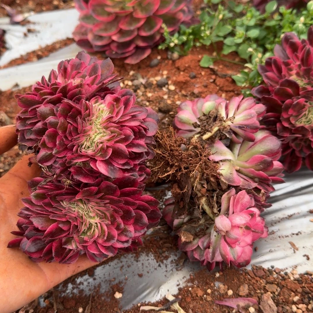 9.9荔枝缀送云和啊啊啊啊啊