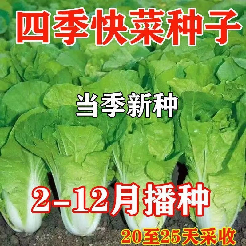 四季奶油快菜种子速生小白菜种子娃娃菜易种四季可种蔬菜种子G