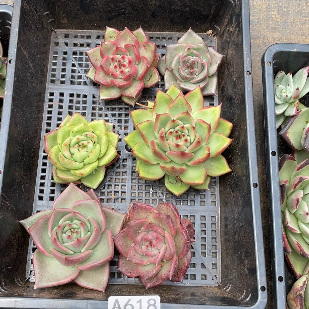 若如东云筐拍A618