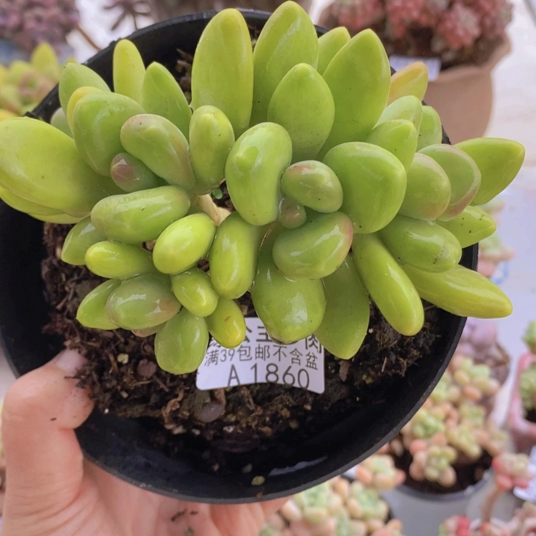 芒果kk奶11cm1860多肉酱