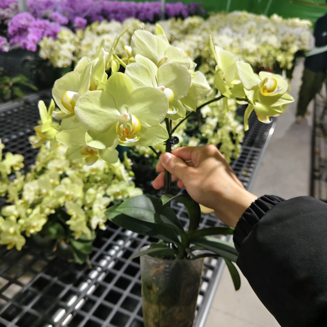 【卡莉】蝴蝶兰 绿色系中型花 好看耐养 室内花卉 （微瑕)